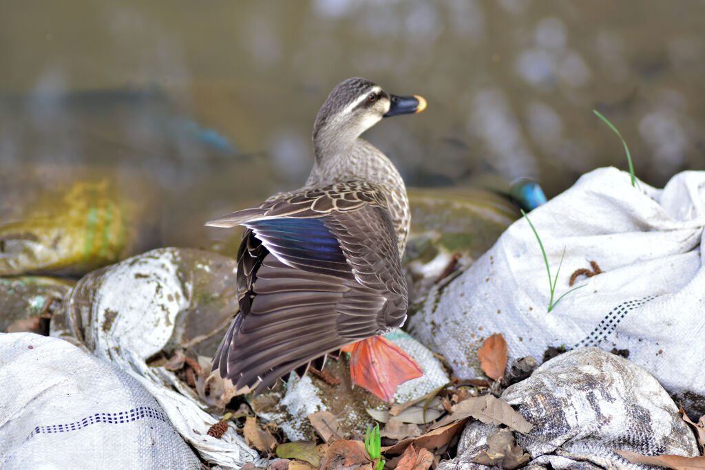 お控えなすって♪