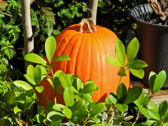 ハロウィンで売れ残った南瓜　２