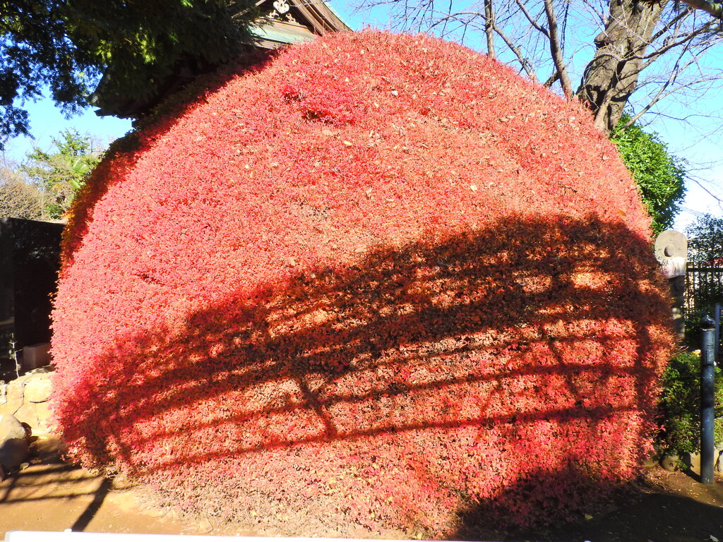 某お寺で　灯台躑躅　紅葉　1/2