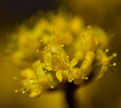 山茱萸 （さんしゅゆ） 春黄金花（はるこがねばな）６