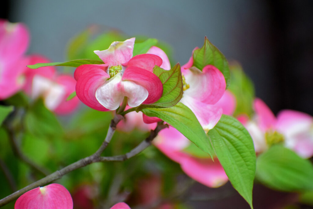 撮り溜めた　花水木　⑩