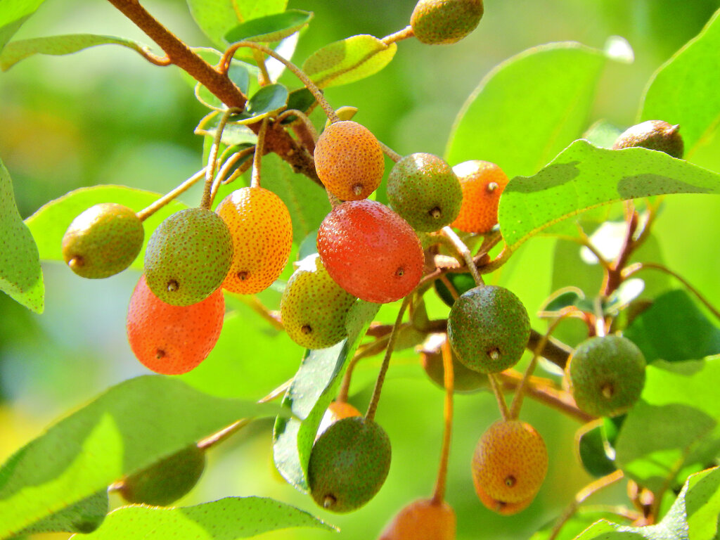 夏茱萸(ナツグミ)　４