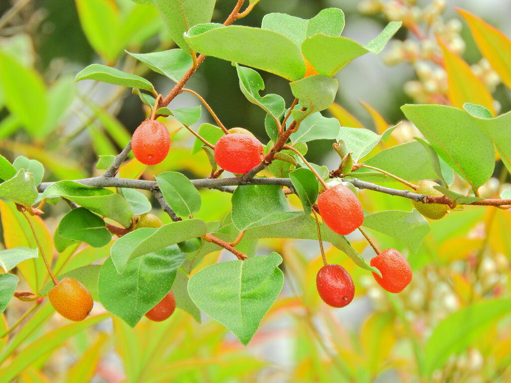 夏茱萸の実　７