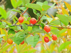 夏茱萸の実　７