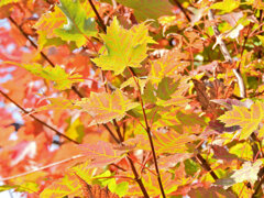 カエデの紅葉　４