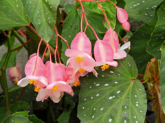木立（きだち）ベゴニア　花　４