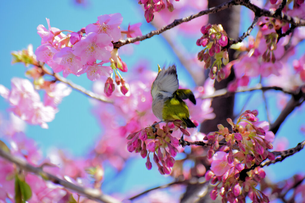 河津サクジロウ　⑧