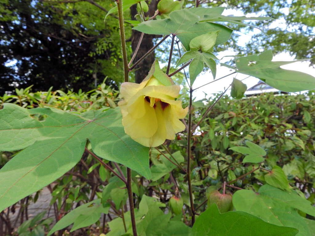 綿 （わた）の花　１
