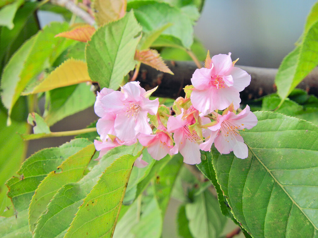 桜咲く・・・(∩.∩）