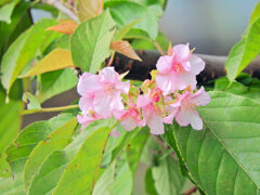 桜咲く・・・(∩.∩）