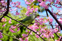 ワカケホンセイインコ　４