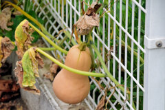 バターナッツ南瓜　４