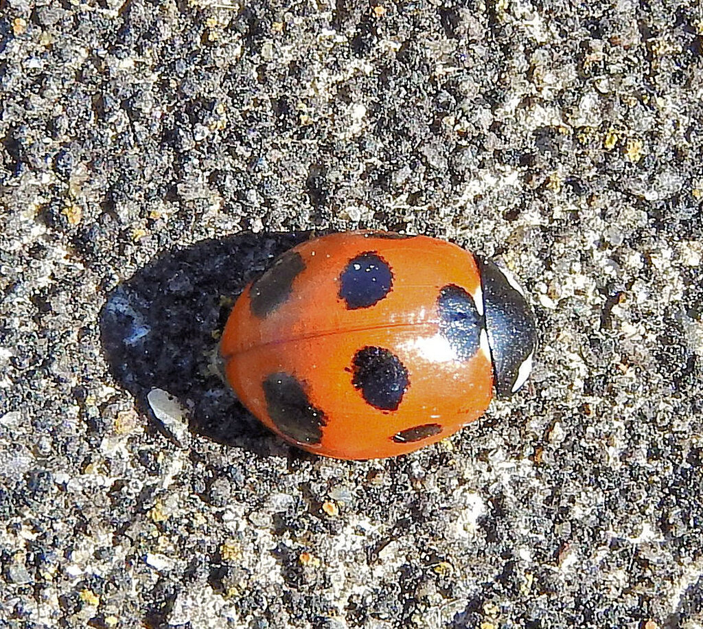 テントウ虫さん日向ぼっこ(∩.∩）　3/3