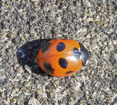 テントウ虫さん日向ぼっこ(∩.∩）　3/3