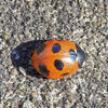 テントウ虫さん日向ぼっこ(∩.∩）　3/3