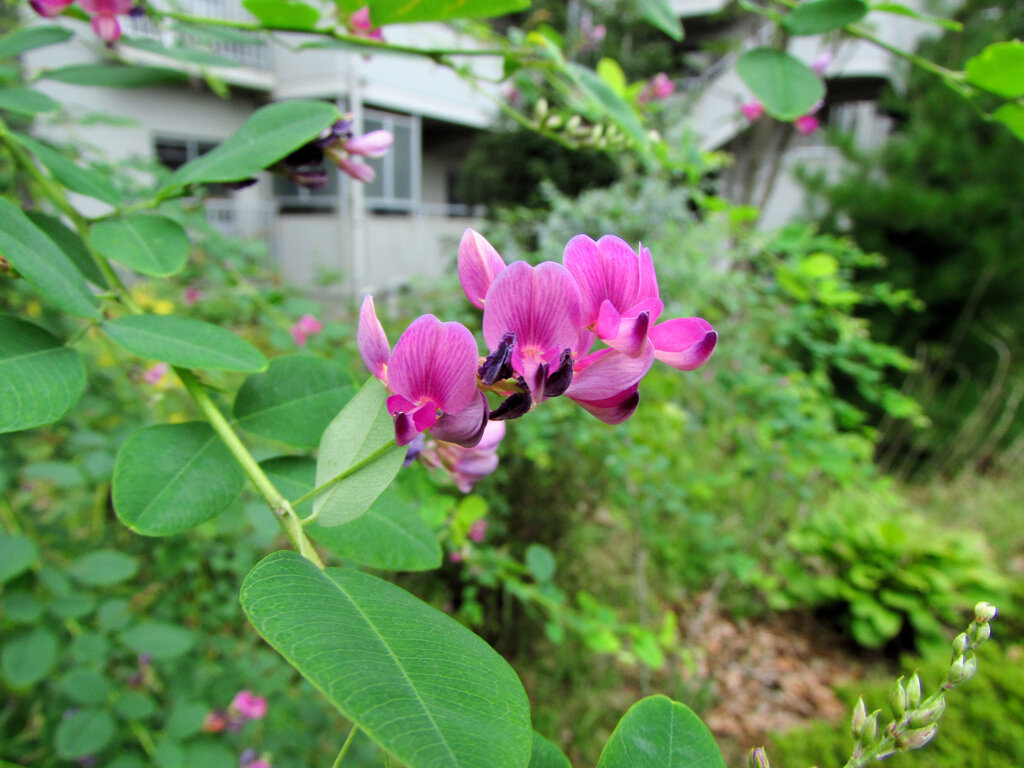 萩　１