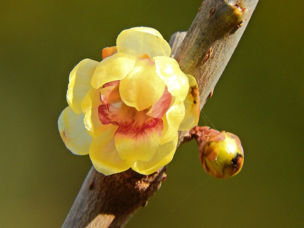 里山で蝋梅が開花　２