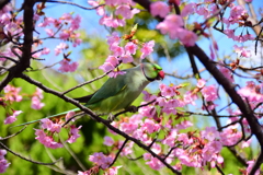 ワカケホンセイインコ　５