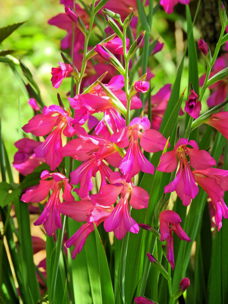 春咲きグラジオラス　ビザンティヌス　４