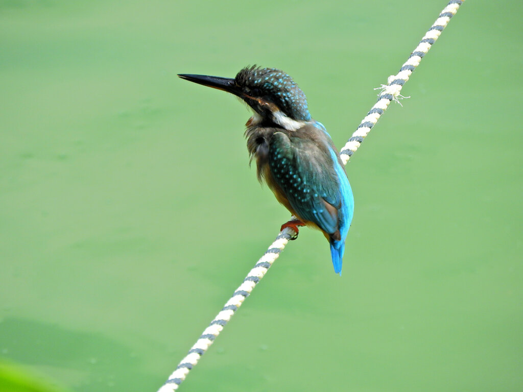 等々力緑地公園・・釣り堀池で　カワセミ　４