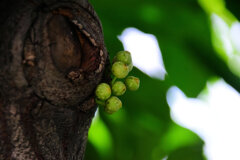 アコウの実　３