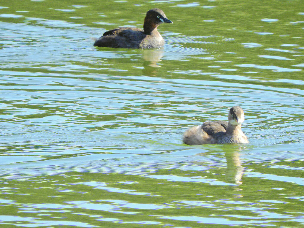 等々力緑地公園・・釣り堀池で　カイツブリ　３