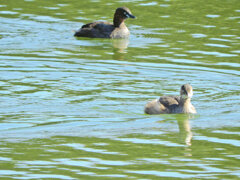 等々力緑地公園・・釣り堀池で　カイツブリ　３