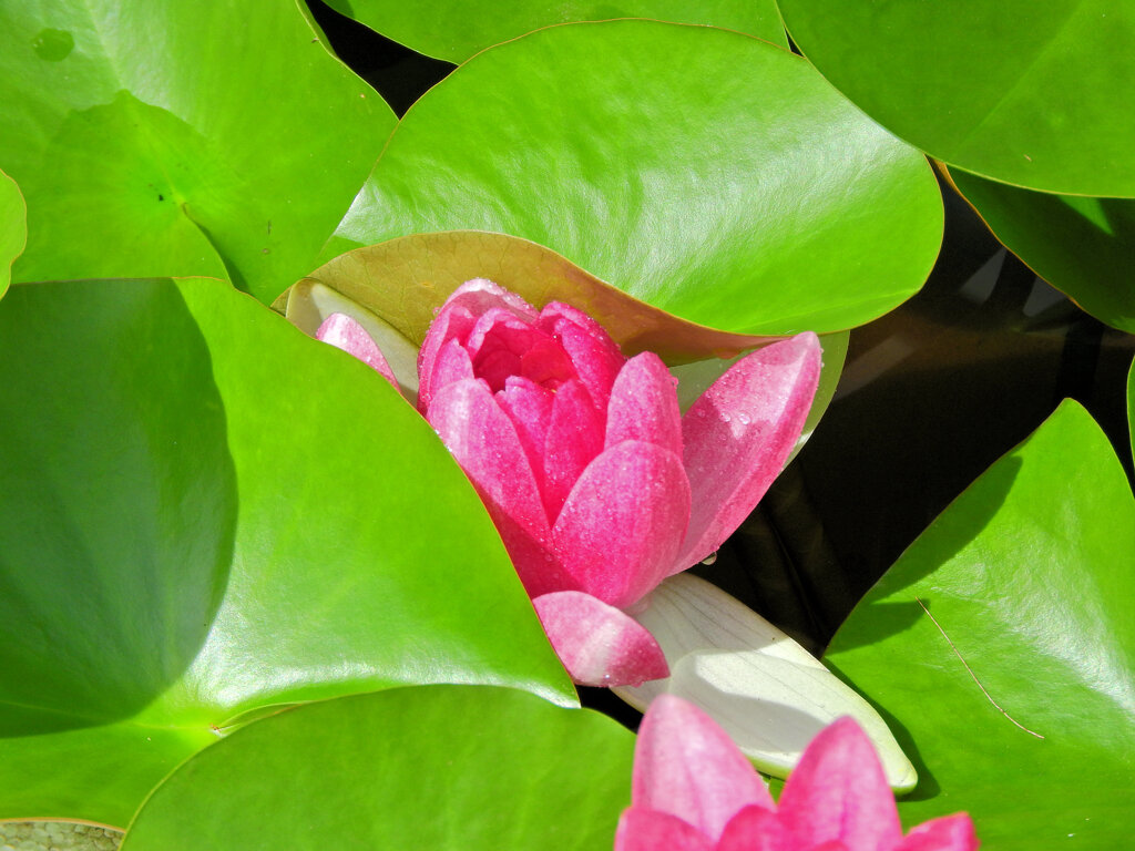 民家の瓶で睡蓮　花　４