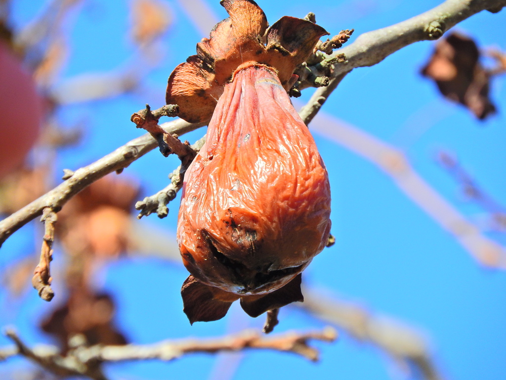 熟柿から婆柿へ・・・(￣◇￣;)　９
