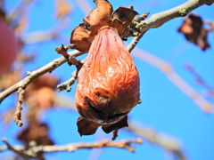 熟柿から婆柿へ・・・(￣◇￣;)　９