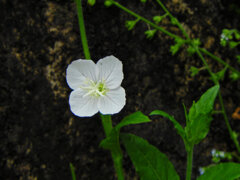 赤花夕化粧なのに白花　３