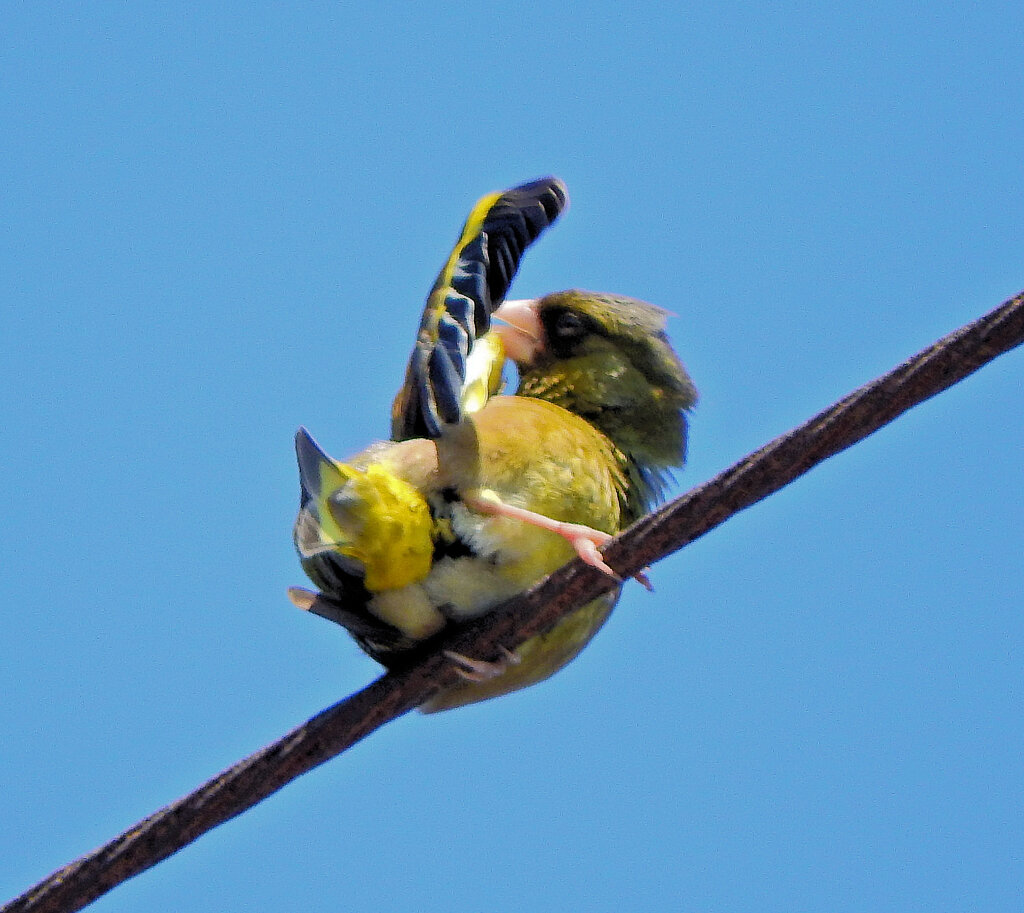 我が家の近所で囀りで見上げたらカワラヒワ　２