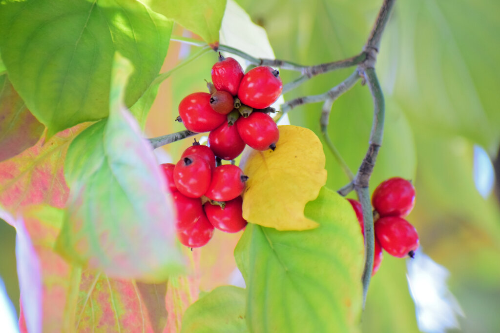 花水木　実　８