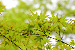 春紅葉　美しい　５