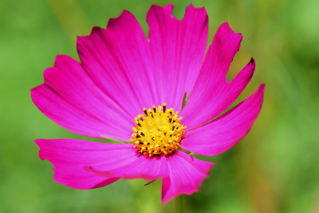 秋桜　４