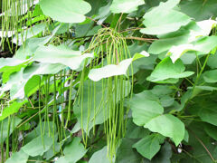 木大角豆 （きささげ）　実　１