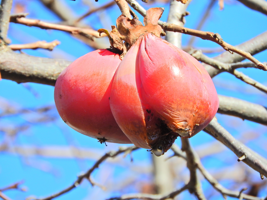熟柿から婆柿へ・・・(￣◇￣;)　３