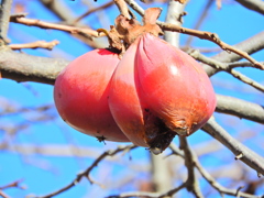 熟柿から婆柿へ・・・(￣◇￣;)　３