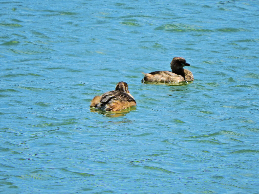 等々力緑地公園・・釣り堀池　カイツブリ　７