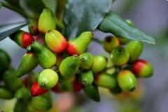 洋服の靑木ではありません　植物の靑木　実です　５