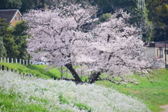 二子玉川の桜　１０