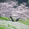 二子玉川の桜　１０