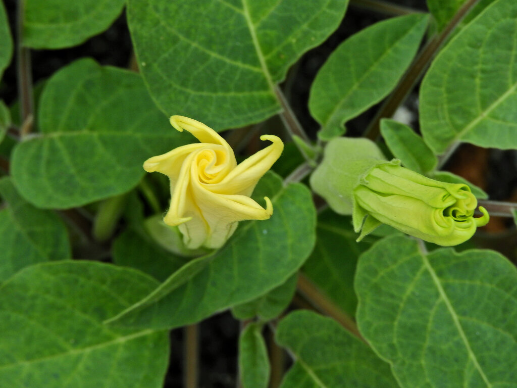 アメリカ朝鮮朝顔  （アメリカちょうせんあさがお）ダチュラ）(Datura)４