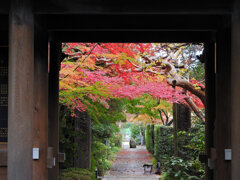 年末の大掃除　撮り溜め紅葉放出　１８