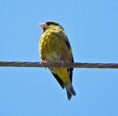 街中で囀りで見上げるとカワラヒワ　３