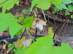 綿 （わた）   (Cotton plant）　５