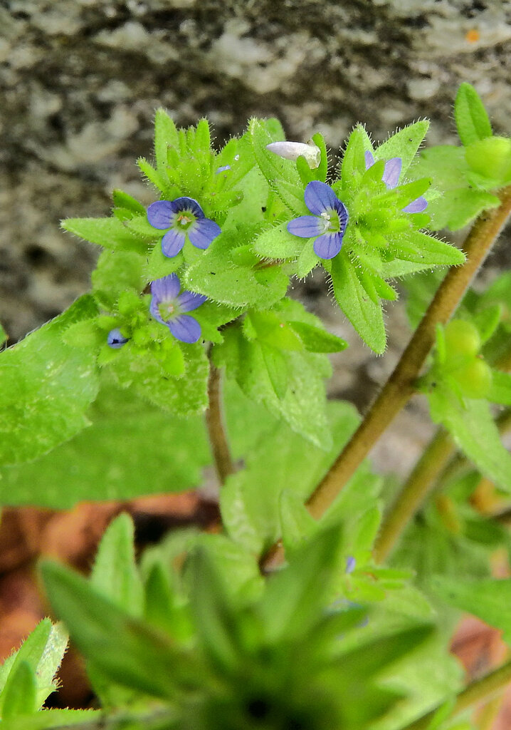 「立犬（たちいぬ）のフグリ」の花　３