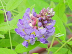 アメリカ藤　(アメジスト・フォール)　３