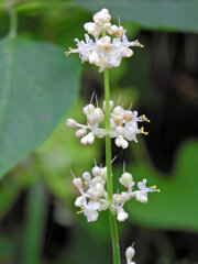 里山で藪茗荷が開花　１