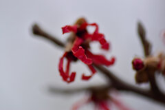 赤花万作（アカハナマンサク） ４